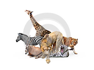 Wild Zoo Animals on White Web Banner