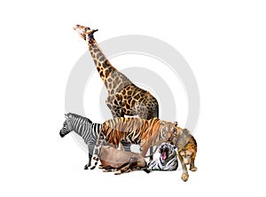 Wild Zoo Animals on White Web Banner