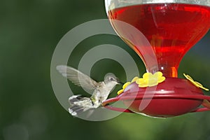 Wild0681 Flying hummingbird