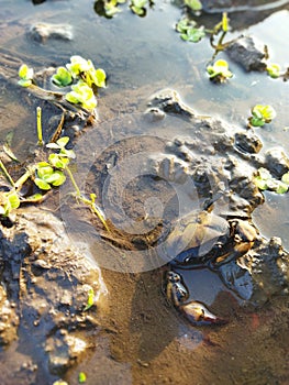 Wilda, rock, crab, sawah, indonesia