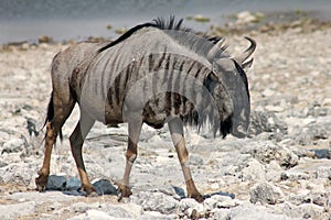 Wildebeest in Namibia