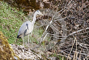 grey heron after lunch photo