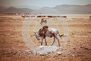 Wildbeast Amboseli national Park safari heat Hills