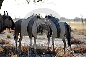 Wildbeast from Etosha Africa