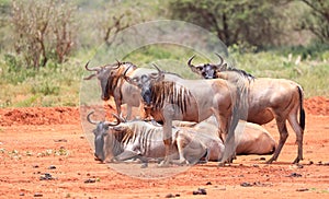 Wildbeast, Gnu in the Savannah of Kenya, Africa