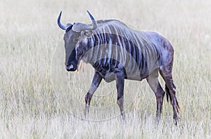 Wildbeast, Gnu in the Savannah of Kenya, Amboseli National Park, Africa