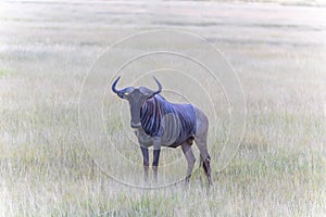Wildbeast, Gnu in the Savannah of Kenya, Amboseli National Park, Africa