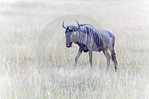 Wildbeast, Gnu in the Savannah of Kenya, Amboseli National Park, Africa