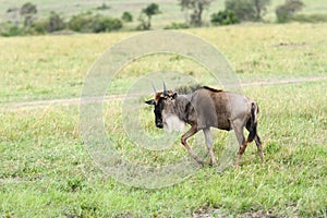 A wildbeast moving in Savanna grassland