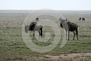 Wildbeast - Serengeti Safari, Tanzania, Africa