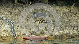 wildbeasts on shore of chiao lan lake in thailand