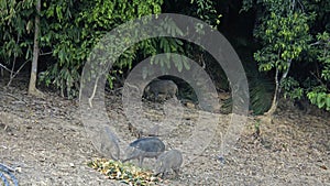 wildbeasts on shore of chiao lan lake in thailand