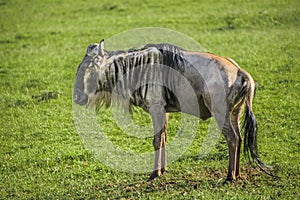 Wildbeest in the Maasai Mara national park (Kenya)