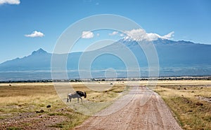 Wildbeest in Masai Mara reserve in Kenya with Kilimangaro mount