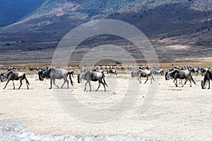 Wildbeests ngorongoro