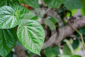Wildbetal leafbush green leaf Piper sarmentosum Roxb