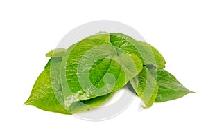 Wildbetal leafbush.Helps neutralize free radicals..With Clipping Path.