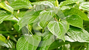 Wildbetal Leafbush or piper sarmentosum Roxb.