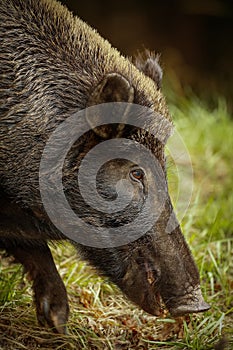 Wildboar