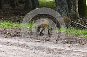 Wildboar animal in the netherlands in the forest