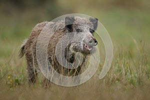 Wildboar crossing marsh