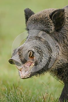 Wildboar eating fallen apples