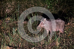 Wildboar in night safari