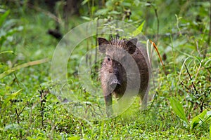 Wildboar piglet in forest