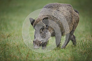 Wildboar searching for fallen acorns