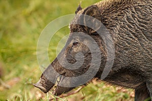 Wildboar sow eating acorns