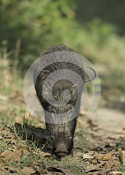 Wildboar walking near forest trail