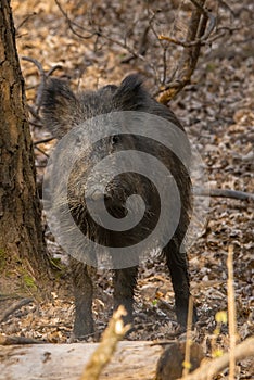 Wildboar