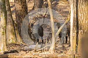Wildboars in the forest