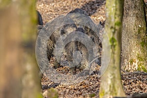 Wildboars in the forest