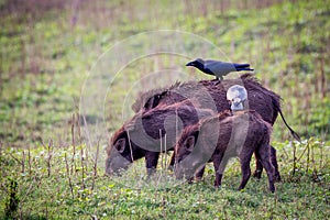 Wildboars with jungle crows