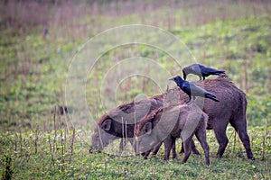 Wildboars with jungle crows sitting on them