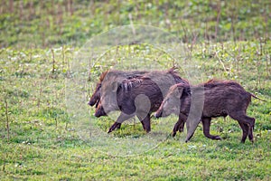 Wildboars piglets running