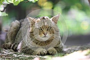 Wildcat photo