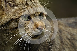 Wildcat (Felis silvestris) photo