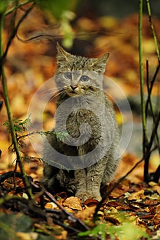 Wildcat (Felis silvestris)