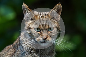 Wildcat - Felis silvestris