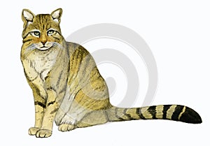 Wildcat (Felis silvestris) photo