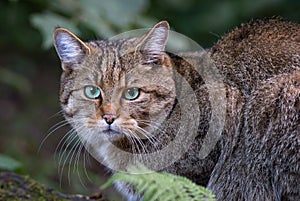 Wildcat - Felis silvestris photo