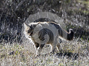 Wildcat hybrid - Gato montÃ©s hibrido