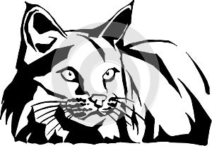 Wildcat Illustration photo