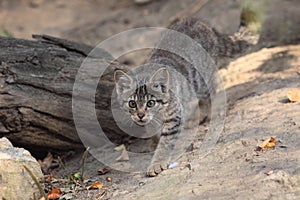 Wildcat juvenile