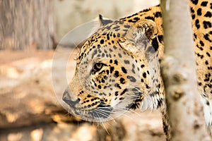 Wildcat leopard in blackbackground protrait wildcat leopard photography.