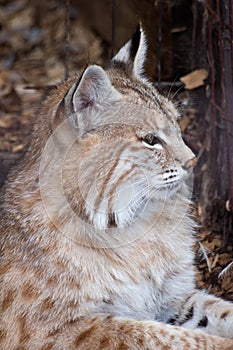 Wildcat profile