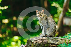 Wildcat sitting on a tree trunk