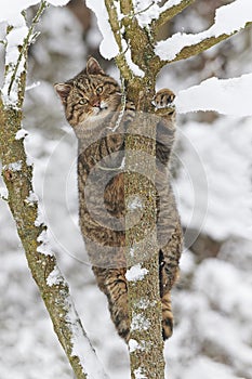 Wildcat in snow